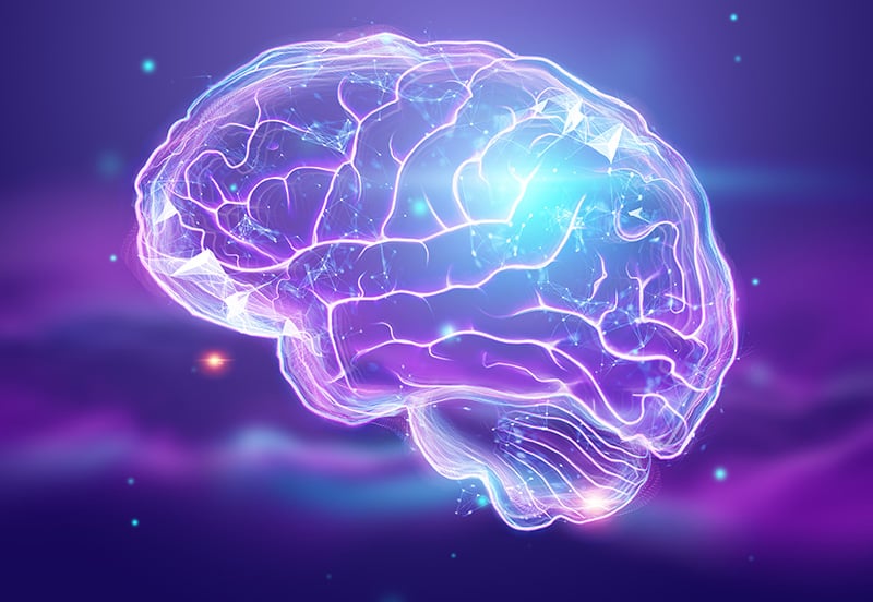 Brain